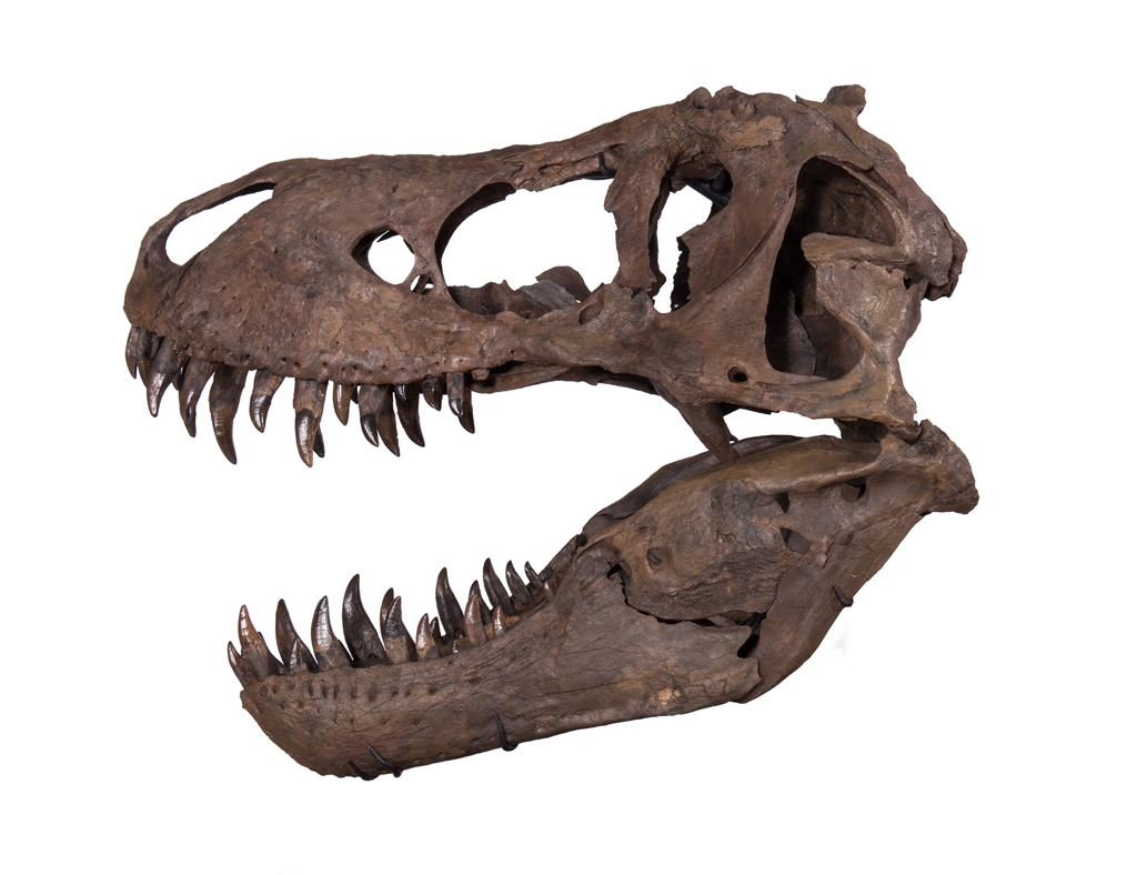 tyrannosaurus skull for sale